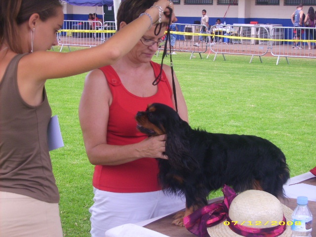 Urkane Du temps des irees - 1er excellent en classe ouverte et meilleur de race