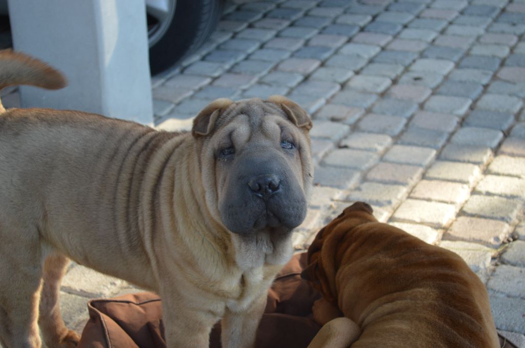 Publication : du Ferraillon Auteur : D Fourre