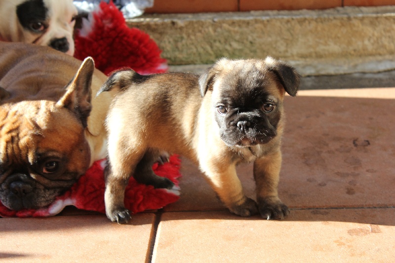 Hello angie de molosse Land