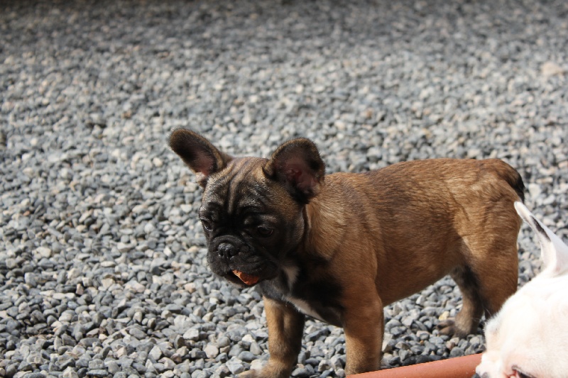 Hello angie de molosse Land