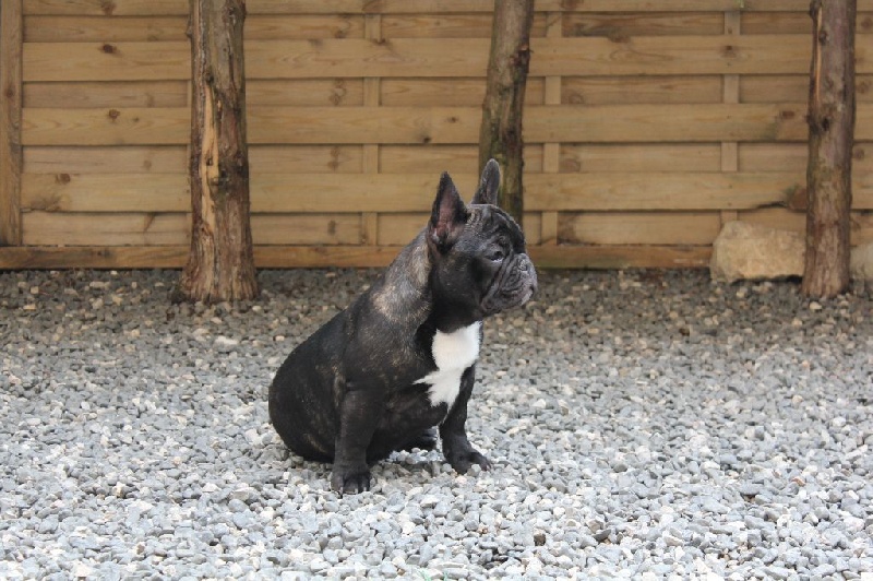 CH. I'm love gina de molosse Land