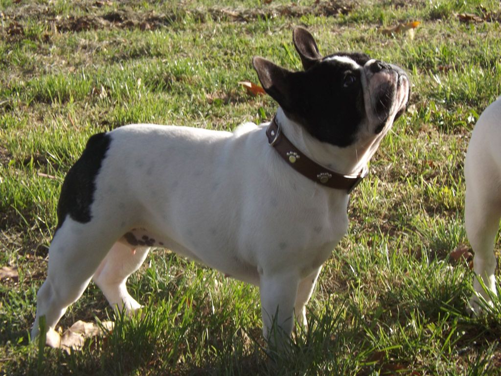 Jody de molosse Land