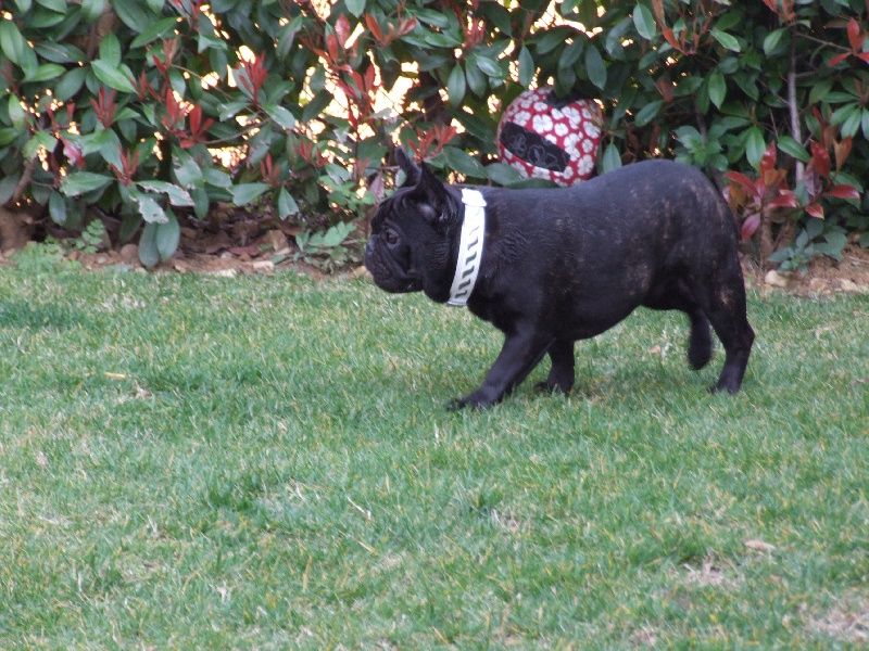 Fleur de molosse Land