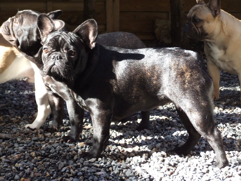 Fleur de molosse Land