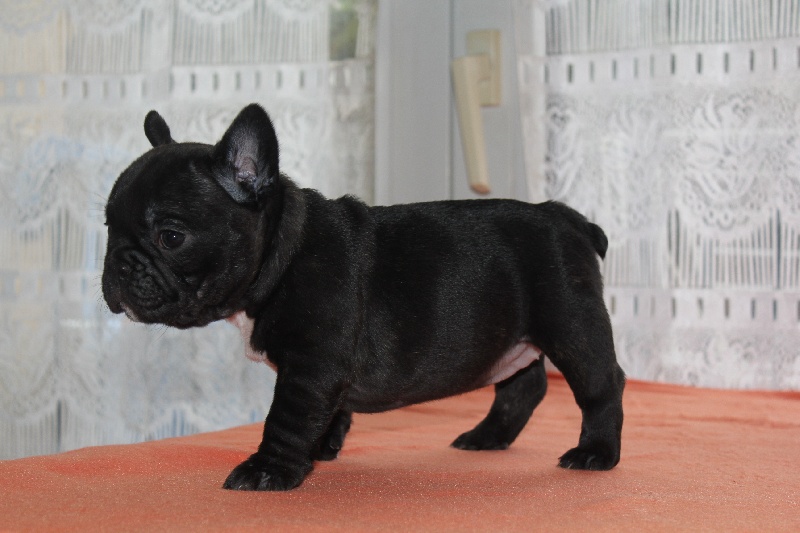 CH. I'm love gina de molosse Land