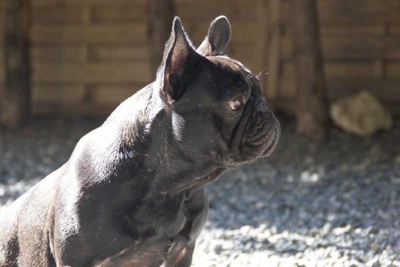 Fleur de molosse Land