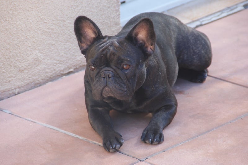 Fleur de molosse Land