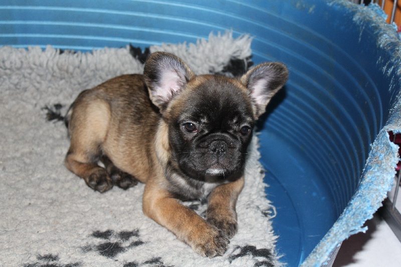 Hello angie de molosse Land