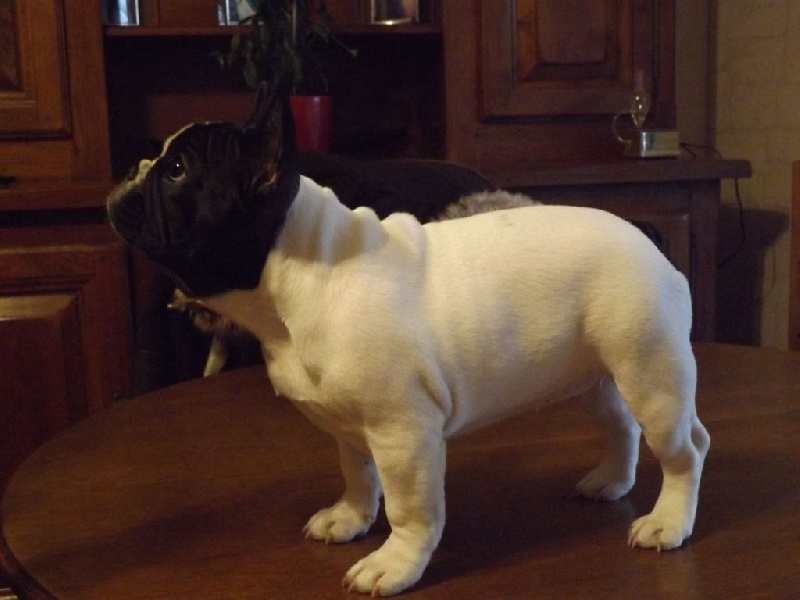 Jody de molosse Land