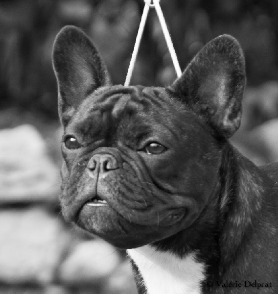 CH. I'm love gina de molosse Land