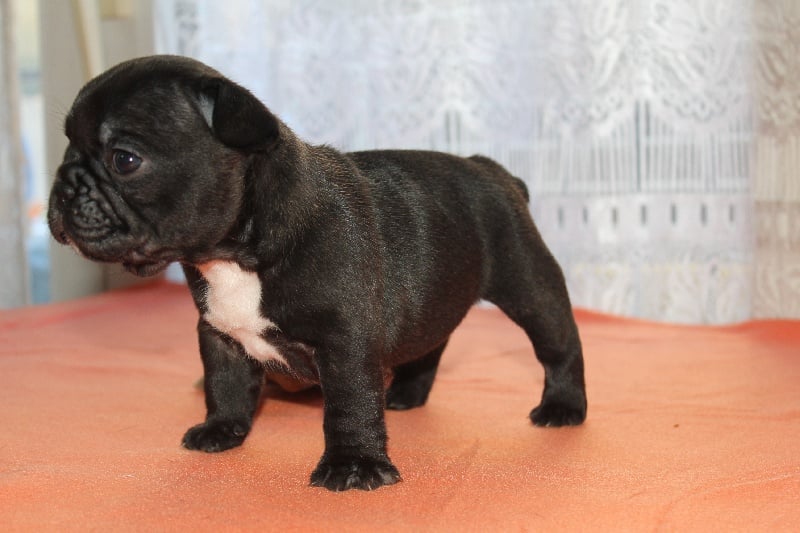 CH. I'm love gina de molosse Land