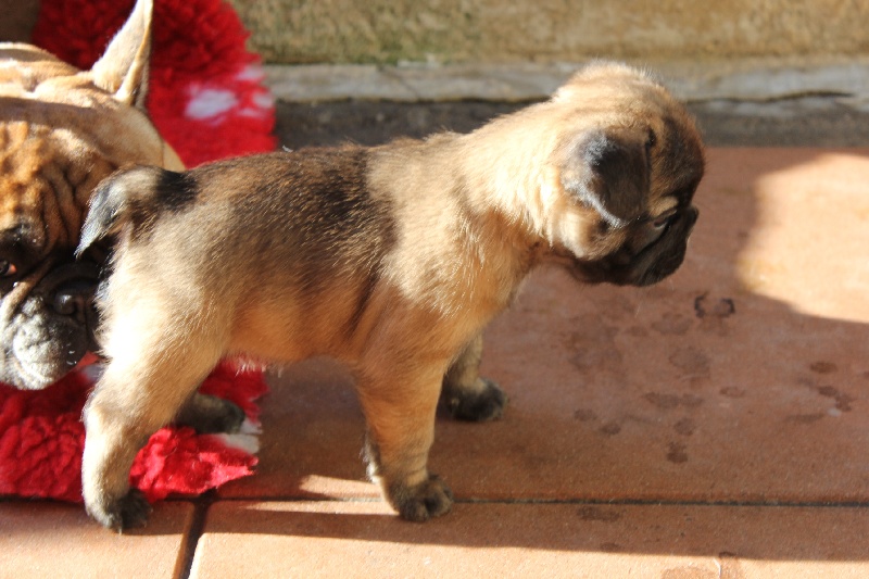 Hello angie de molosse Land