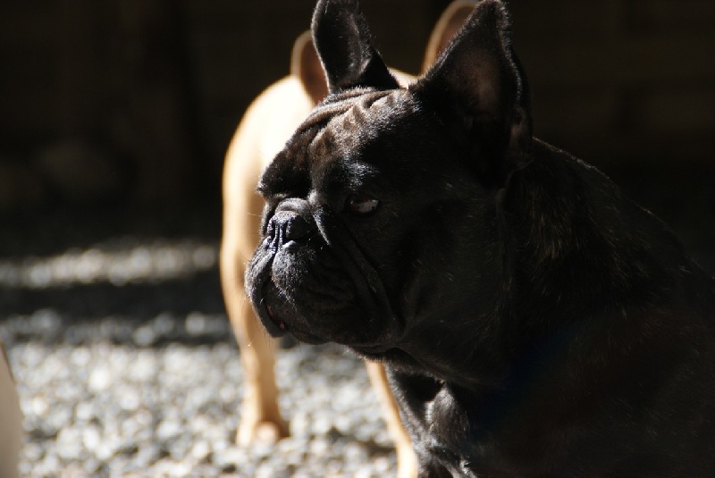 Fleur de molosse Land