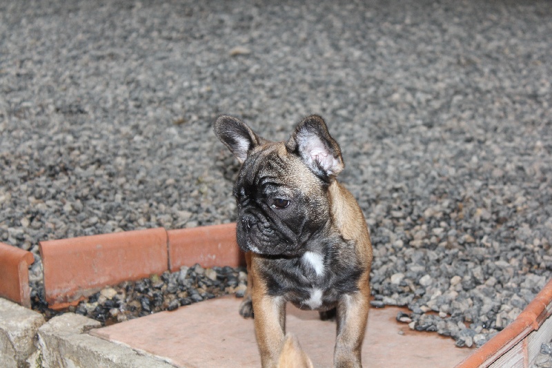 Hello angie de molosse Land