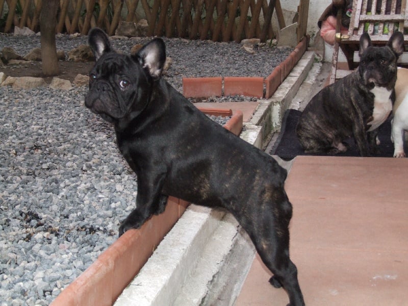 Fleur de molosse Land