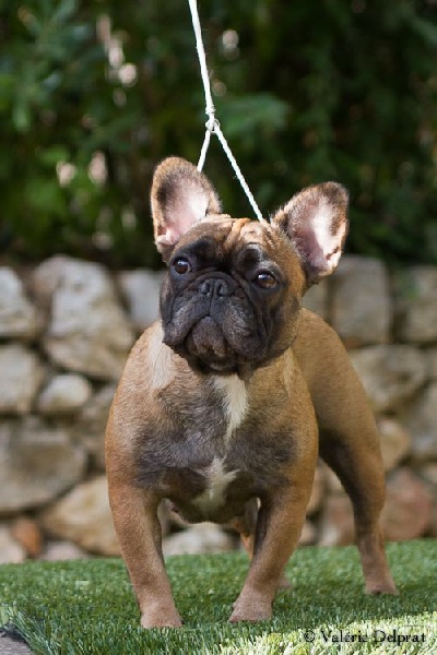 Hello angie de molosse Land