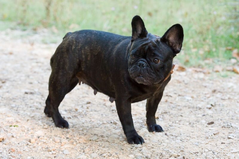 Fleur de molosse Land