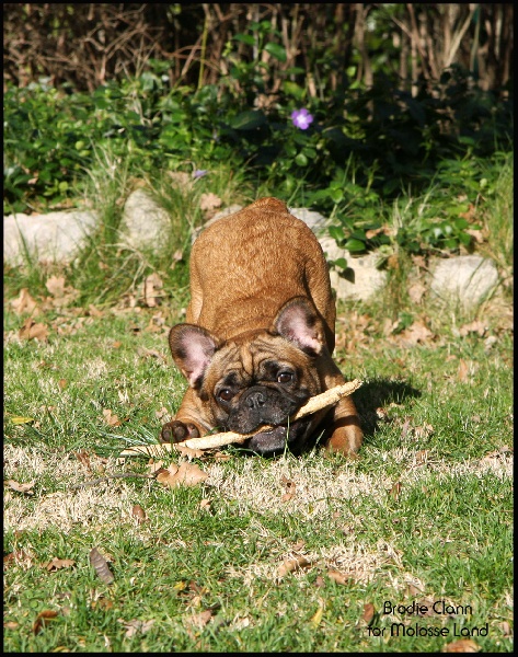 Hello angie de molosse Land