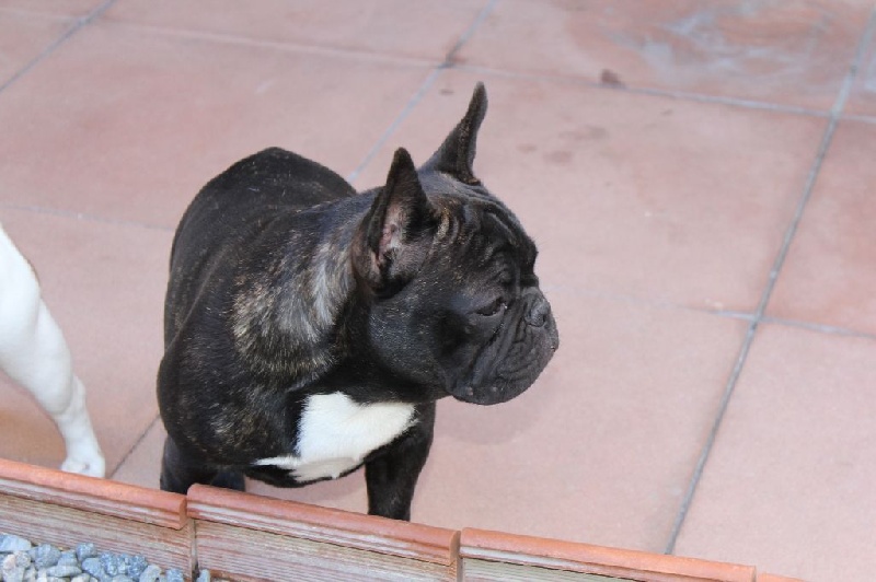 CH. I'm love gina de molosse Land