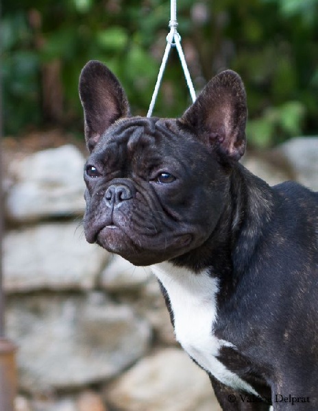 CH. I'm love gina de molosse Land