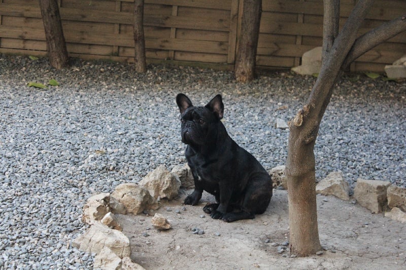 Fleur de molosse Land