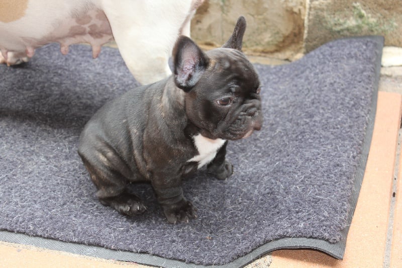 CH. I'm love gina de molosse Land