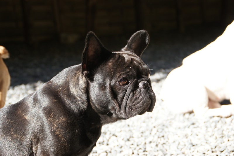 Fleur de molosse Land