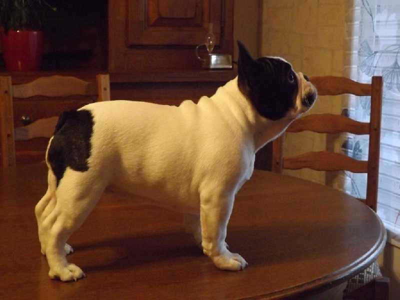 Jody de molosse Land