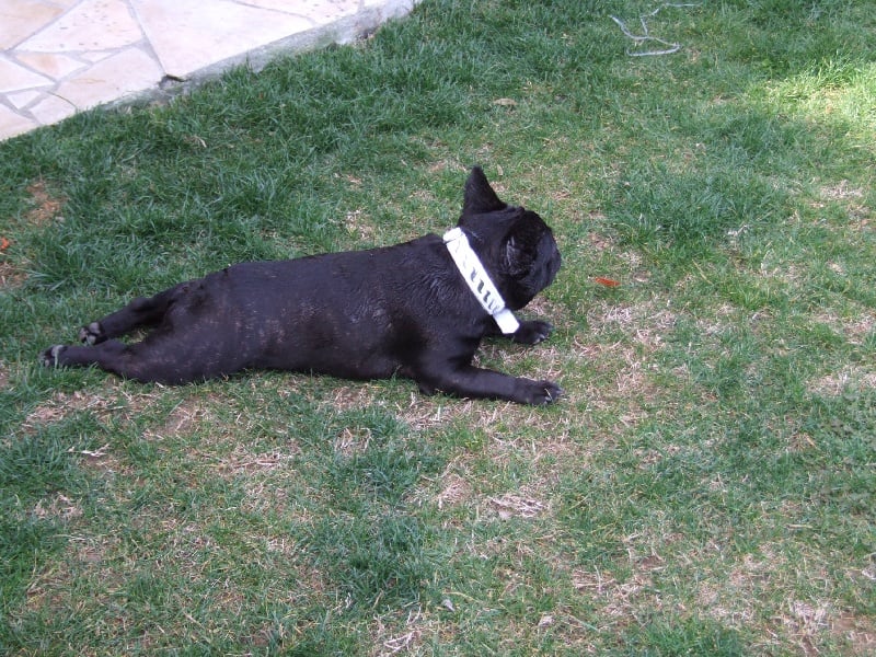 Fleur de molosse Land