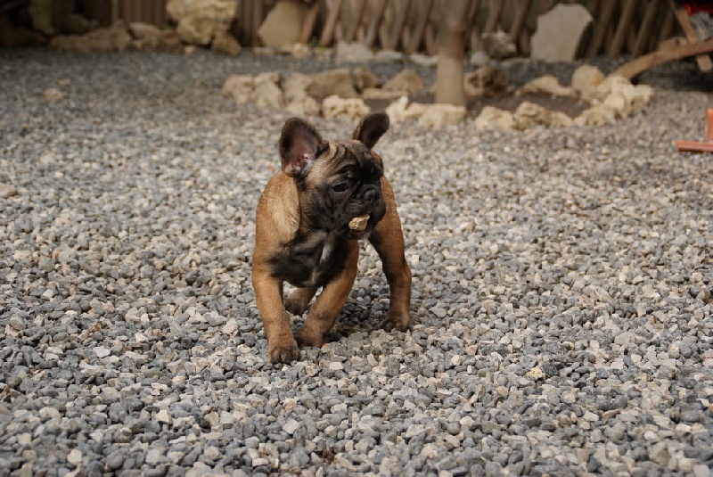 Hello angie de molosse Land