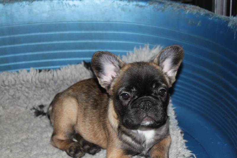 Hello angie de molosse Land