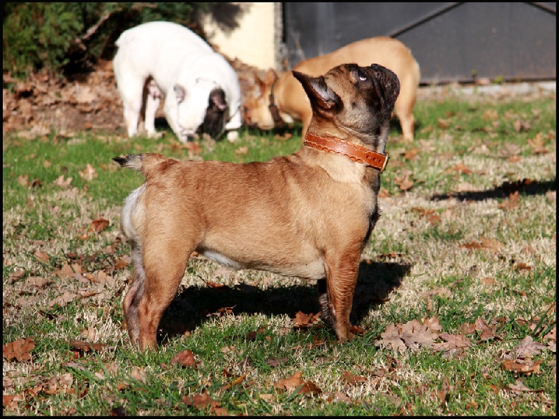 Hello angie de molosse Land