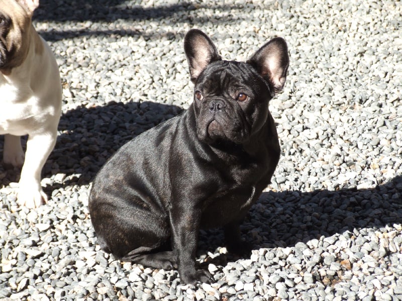 Fleur de molosse Land