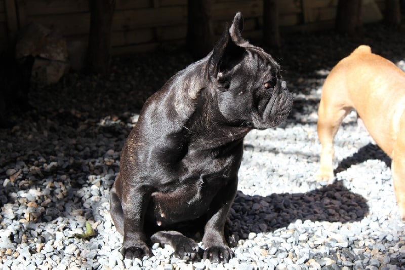 Fleur de molosse Land