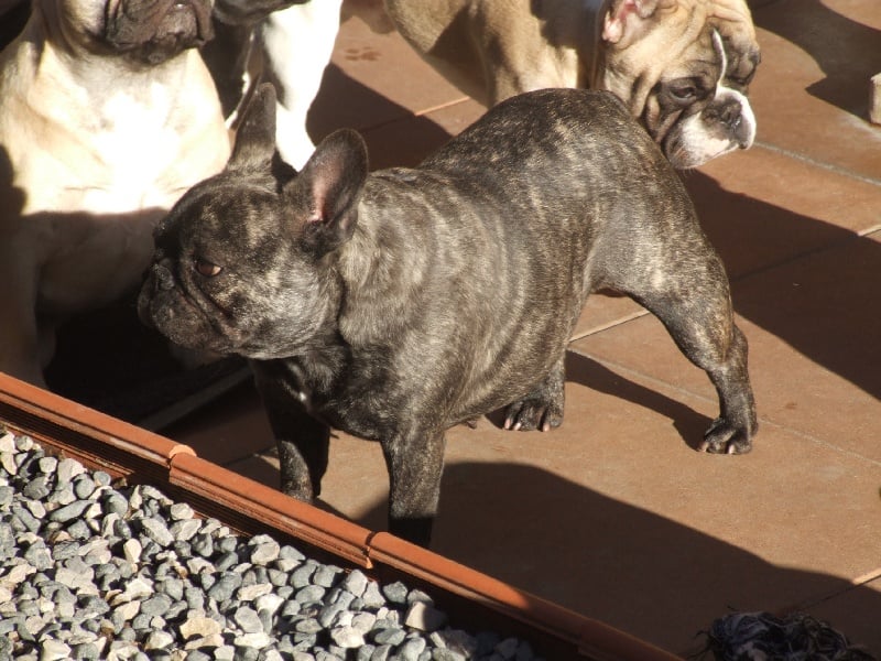 Fleur de molosse Land