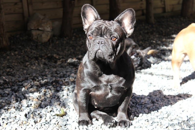 Fleur de molosse Land