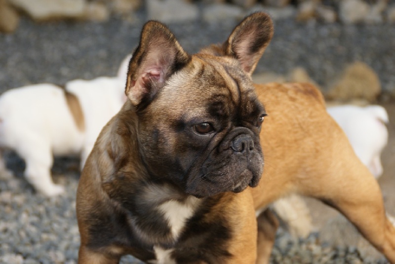 Hello angie de molosse Land