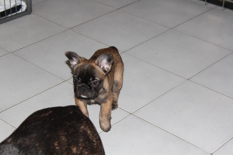 Hello angie de molosse Land