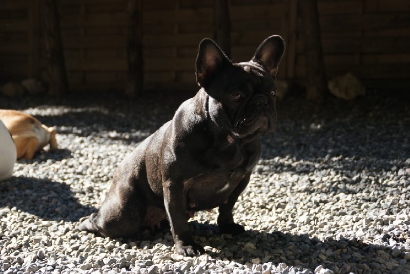 Fleur de molosse Land