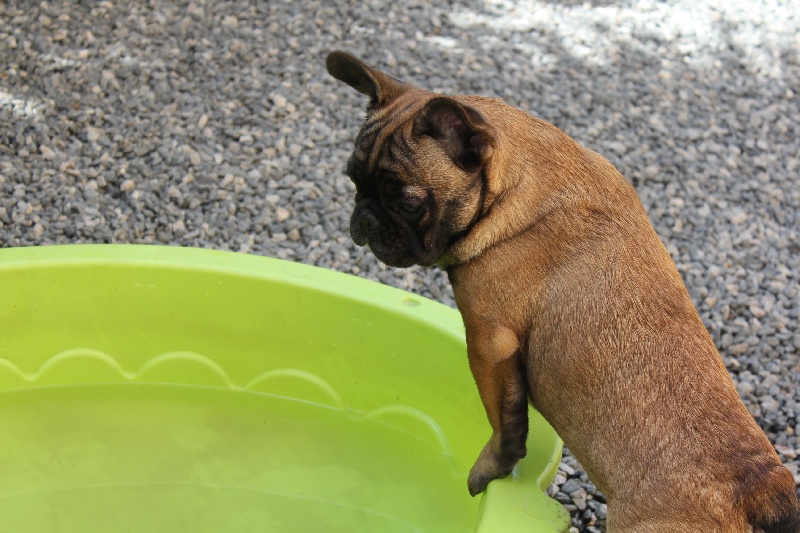 Hello angie de molosse Land