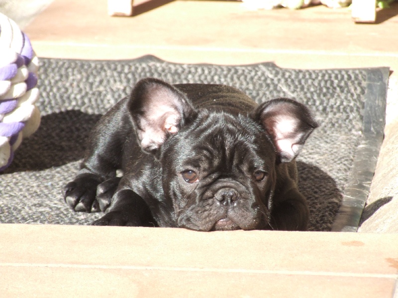 Fleur de molosse Land