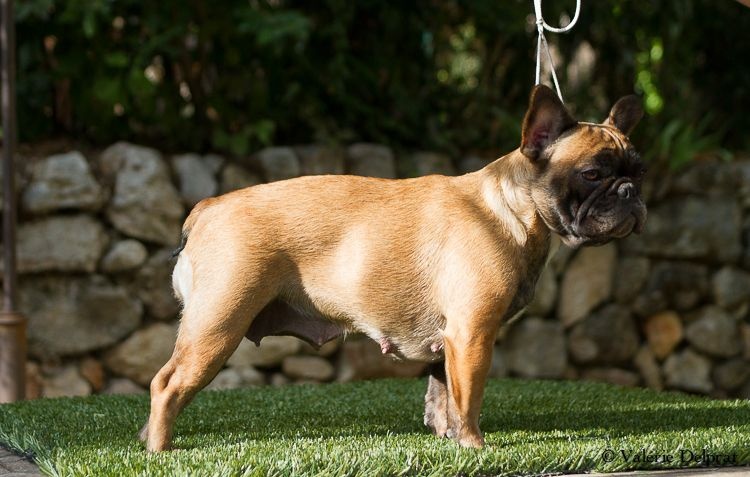 Hello angie de molosse Land