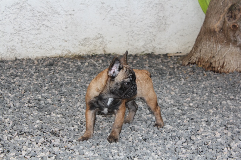 Hello angie de molosse Land