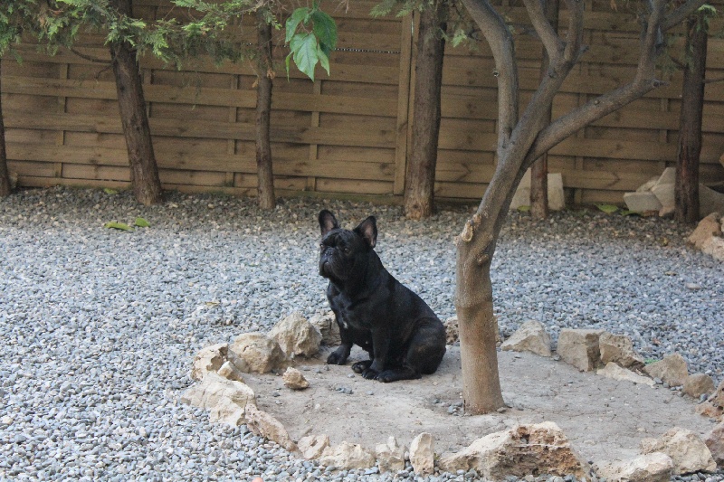 Fleur de molosse Land