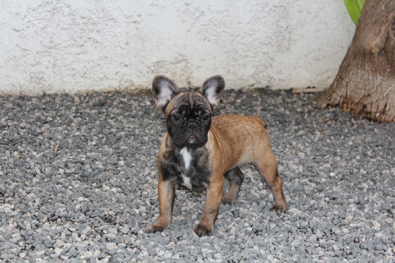 Hello angie de molosse Land