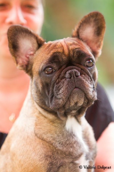 Hello angie de molosse Land