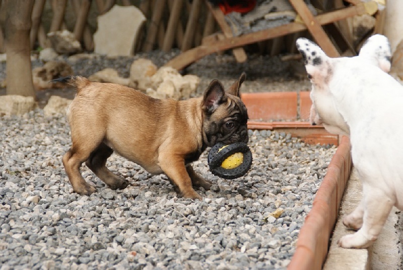 Hello angie de molosse Land