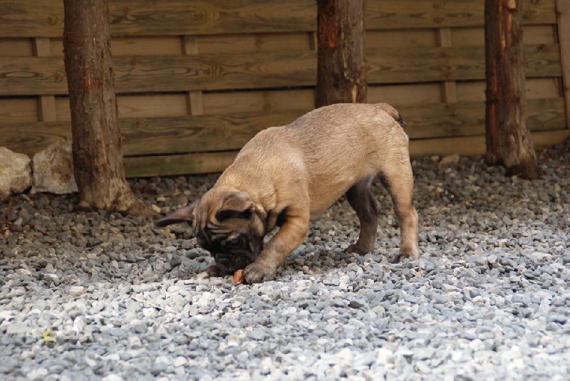 Hello angie de molosse Land