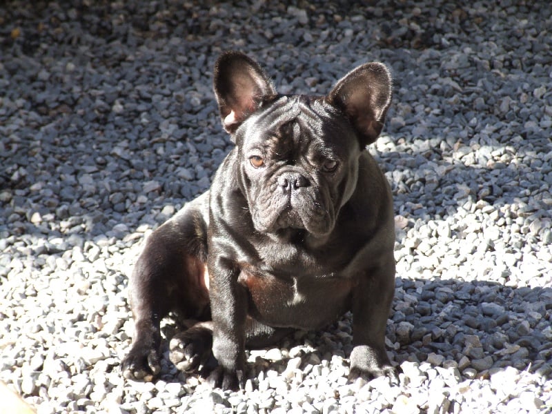 Fleur de molosse Land