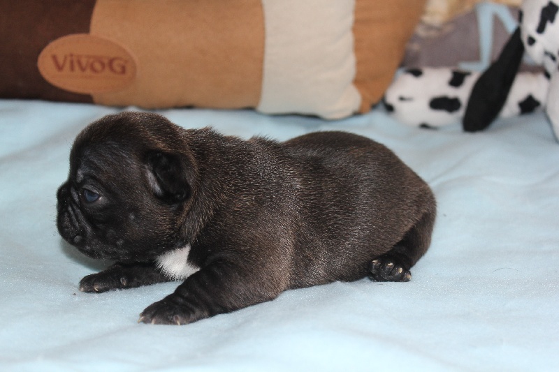 CH. I'm love gina de molosse Land